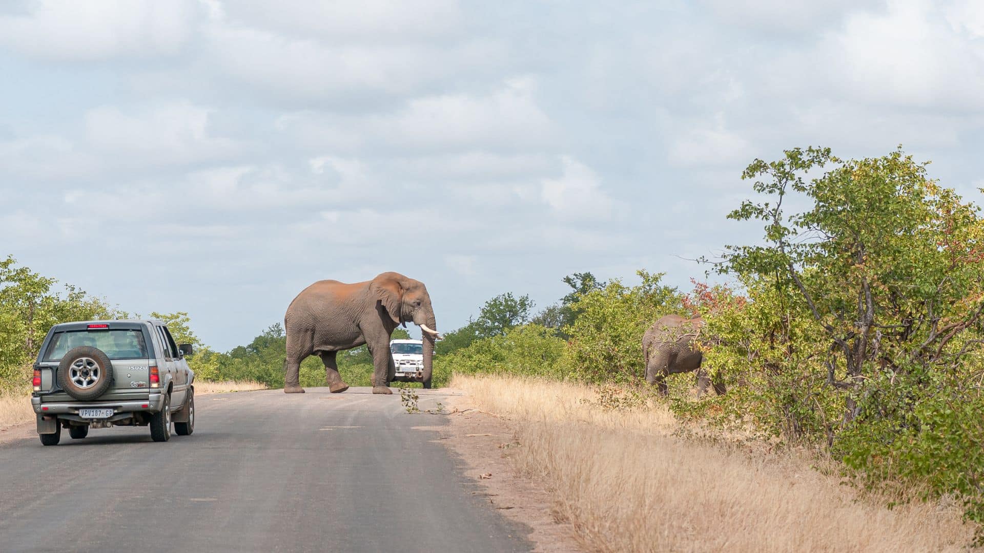 An elephant crosses a paved road between safari vehicles as another elephant stands in bushes nearby.