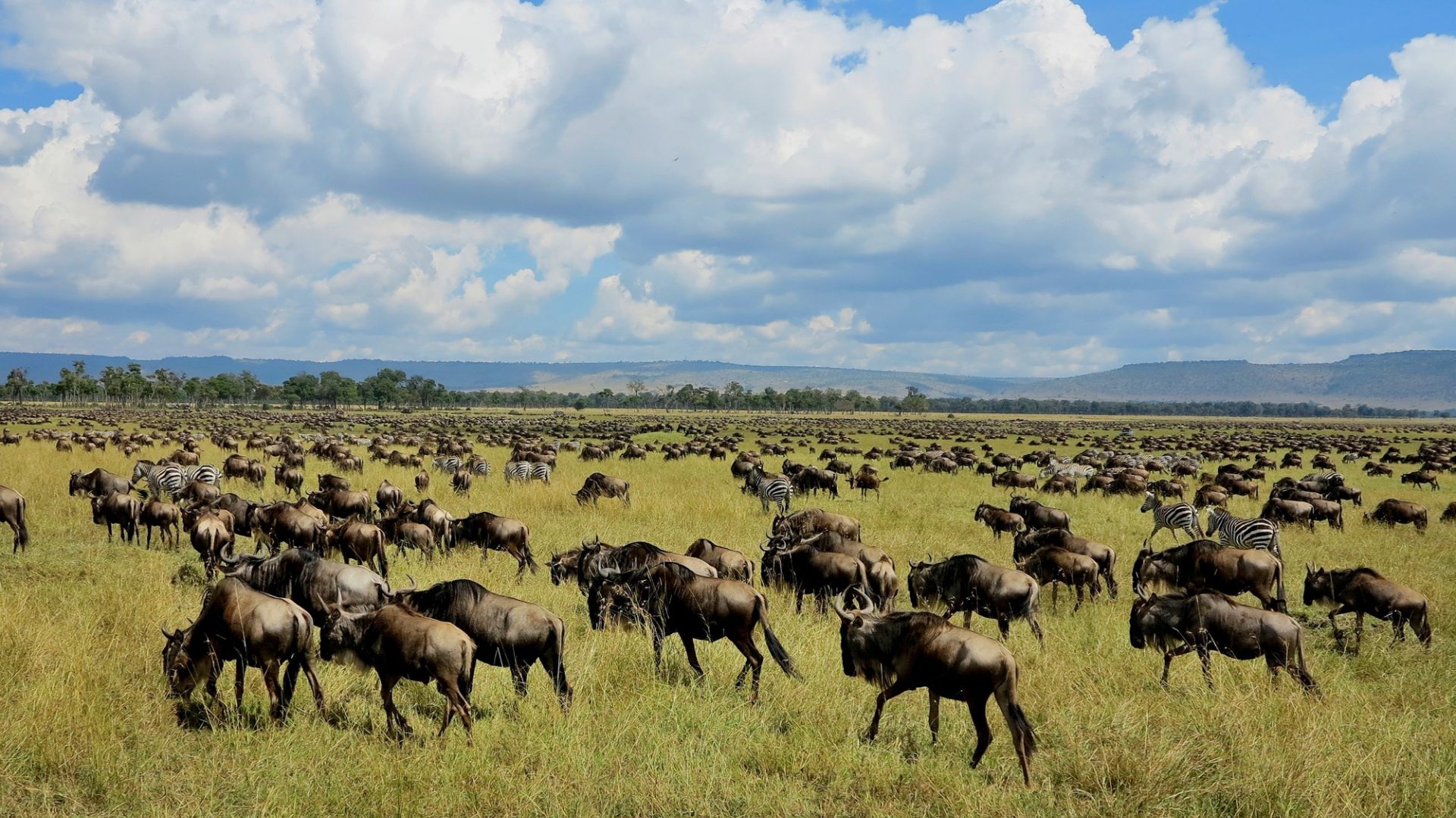 A large herd of wildebeest and zebras grazes on a grassy plain under a partly cloudy sky.