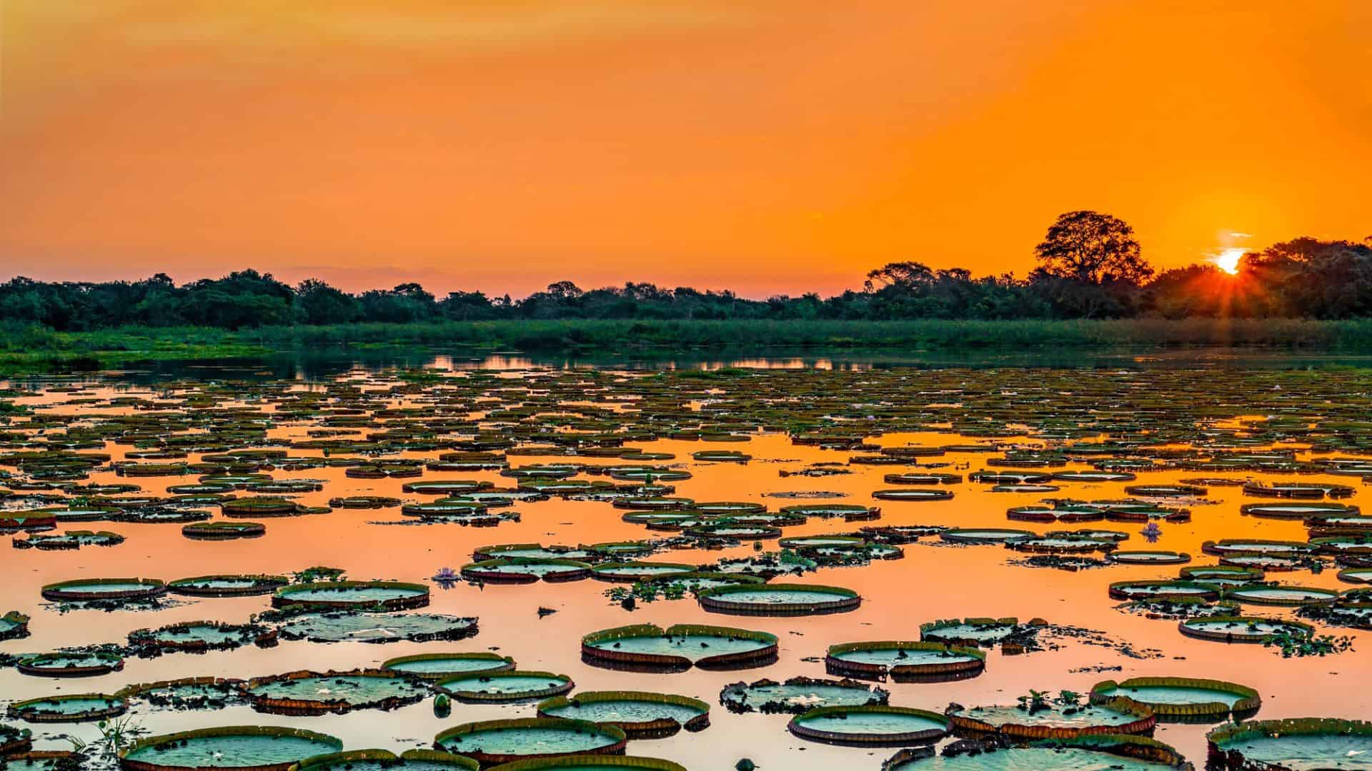 Giant water lilies float on a calm lake under a vivid orange sunset with trees in the background.