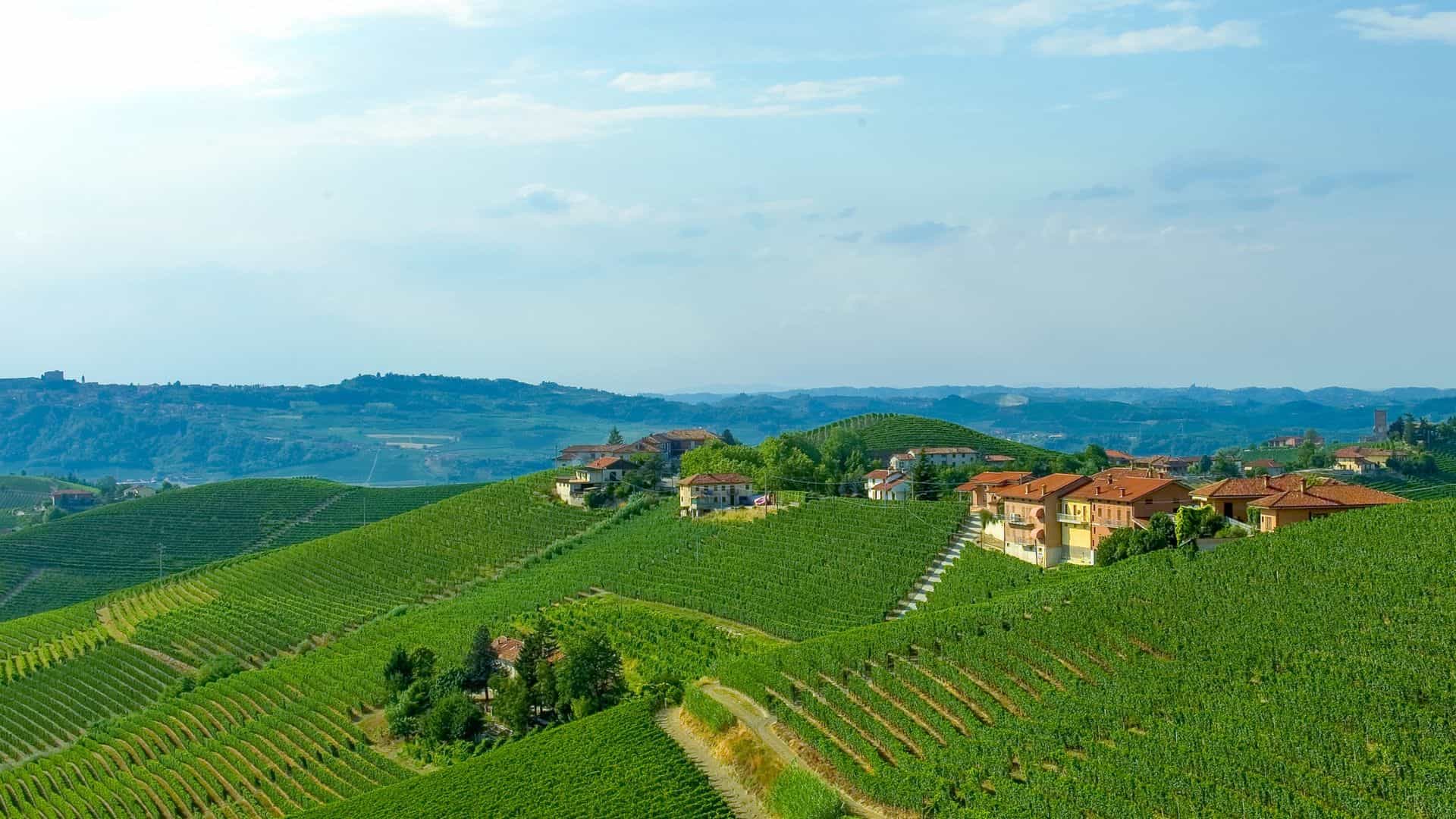 Vineyards covering rolling green hills with scattered houses under a blue sky with light clouds.
