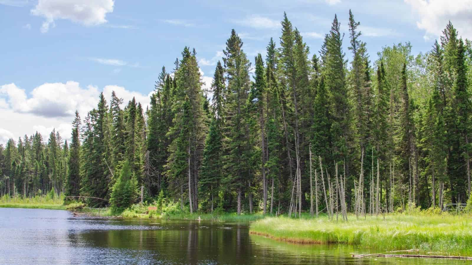 A calm lake bordered by tall evergreen trees and lush green grass under a partly cloudy sky&mdash;perfect scenery for a Canadian Vacation or peaceful Trips Across Canada.