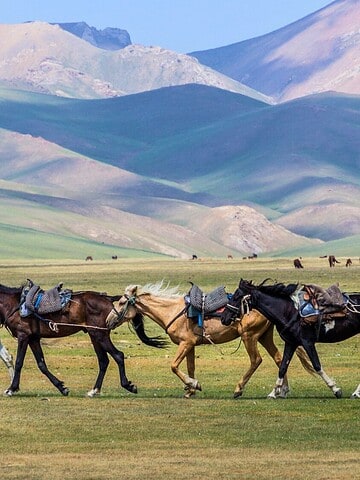 A person on horseback leads several saddled horses across a grassy plain with mountains in the background.