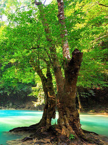 Waterfall cascading into a turquoise pool surrounded by lush green trees and fish swimming in the clear water.