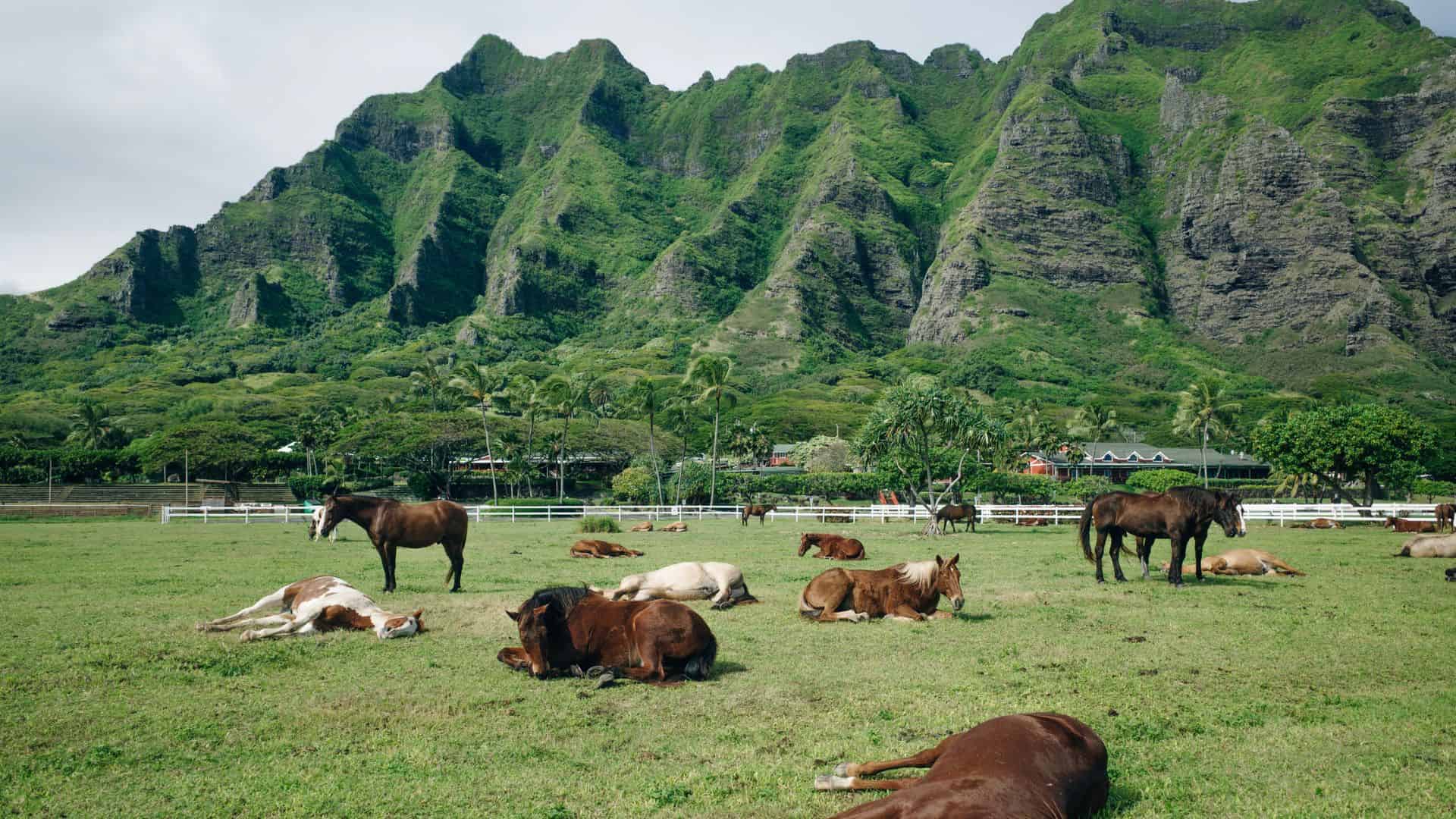 Horses lying and grazing in a grassy field with lush, green mountains in the background.
