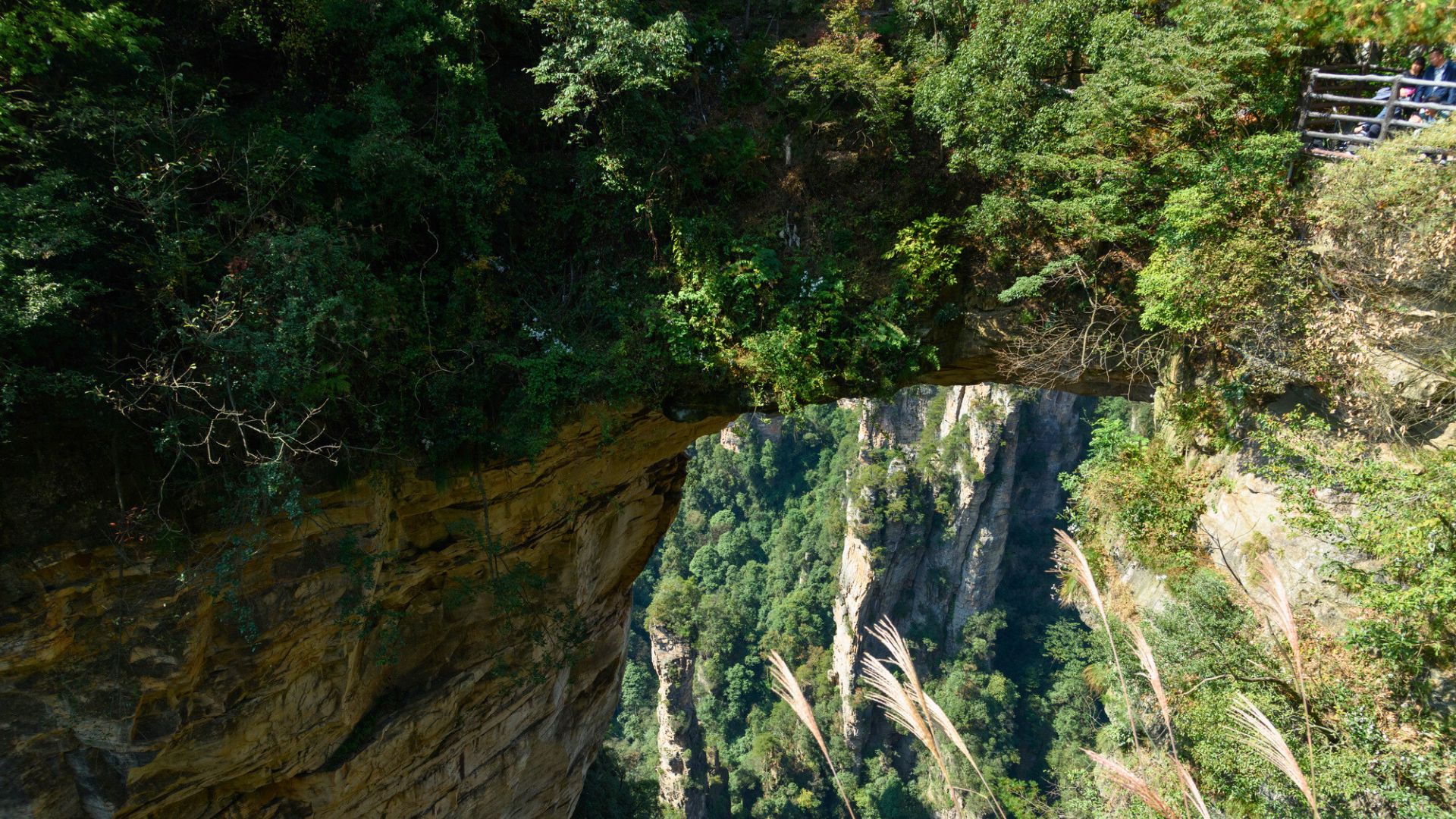 Natural stone arch covered in greenery spans a deep forested gorge under sunlight.