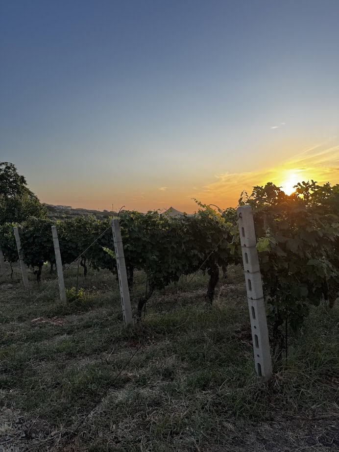 Rows of grapevines in a vineyard at sunset, with a clear sky and golden sunlight in the background&mdash;perfect scenery for spending 4 days in Castel Gandolfo.
