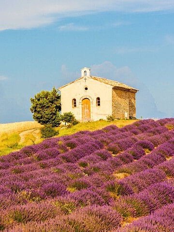 Small stone house near a field of blooming lavender and golden wheat under a blue sky with clouds.