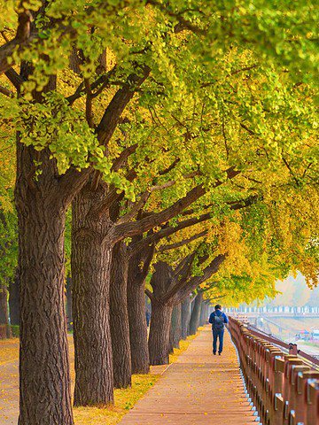 A tree-lined pathway with yellow leaves, a person walking, and colorful flowers by a river.