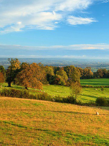 Rolling green hills with scattered trees and sheep under a clear blue sky, stretching into the distant horizon.