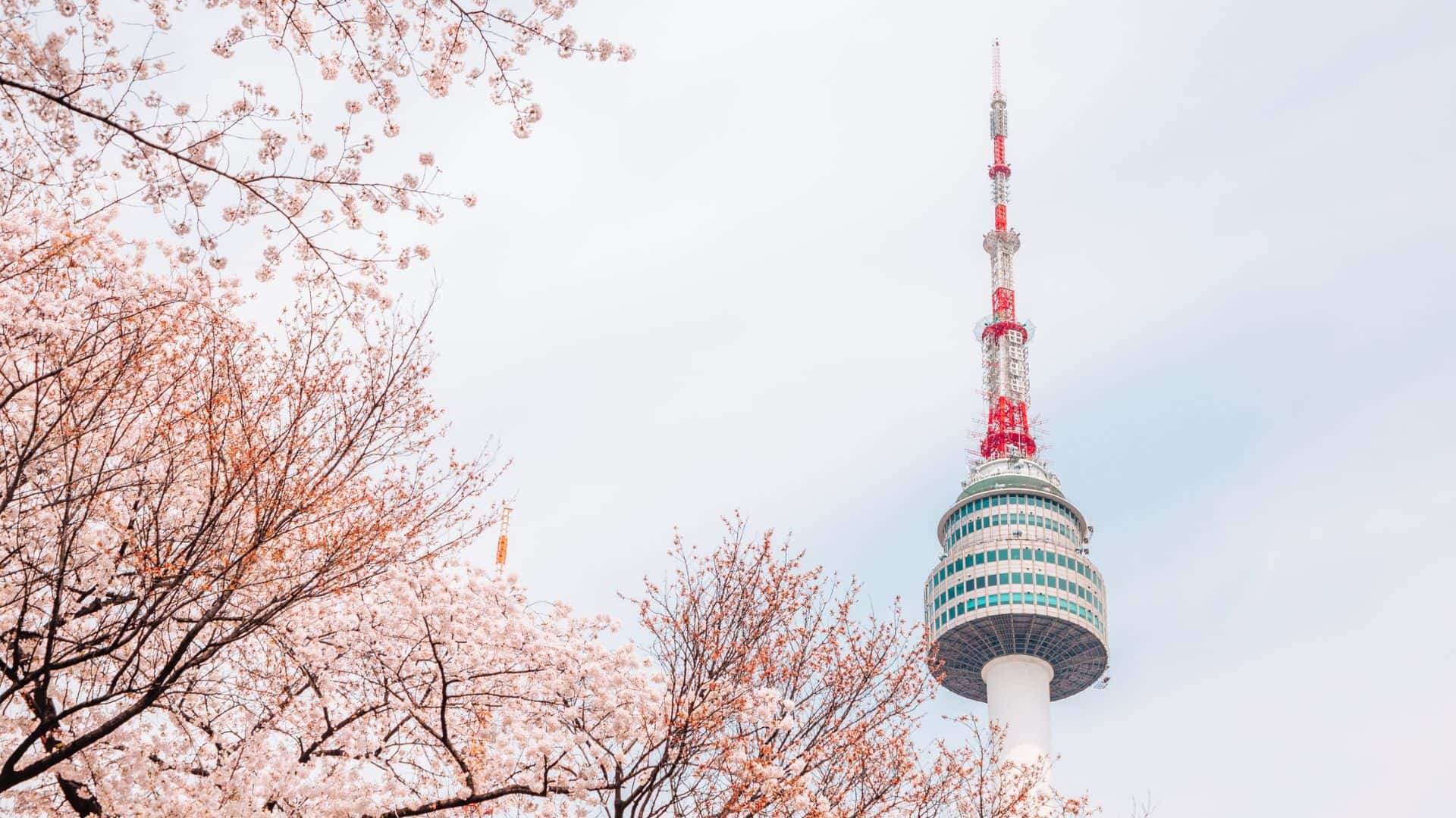 Namsan Seoul Tower with cherry blossom trees in full bloom under a pale sky.