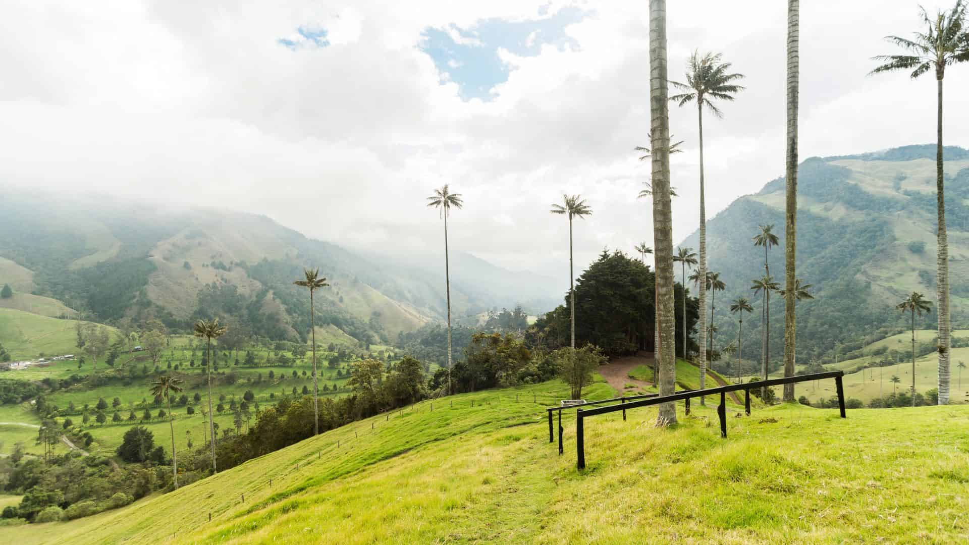 Tall palm trees on a lush green hillside with mountains and clouds in the background.