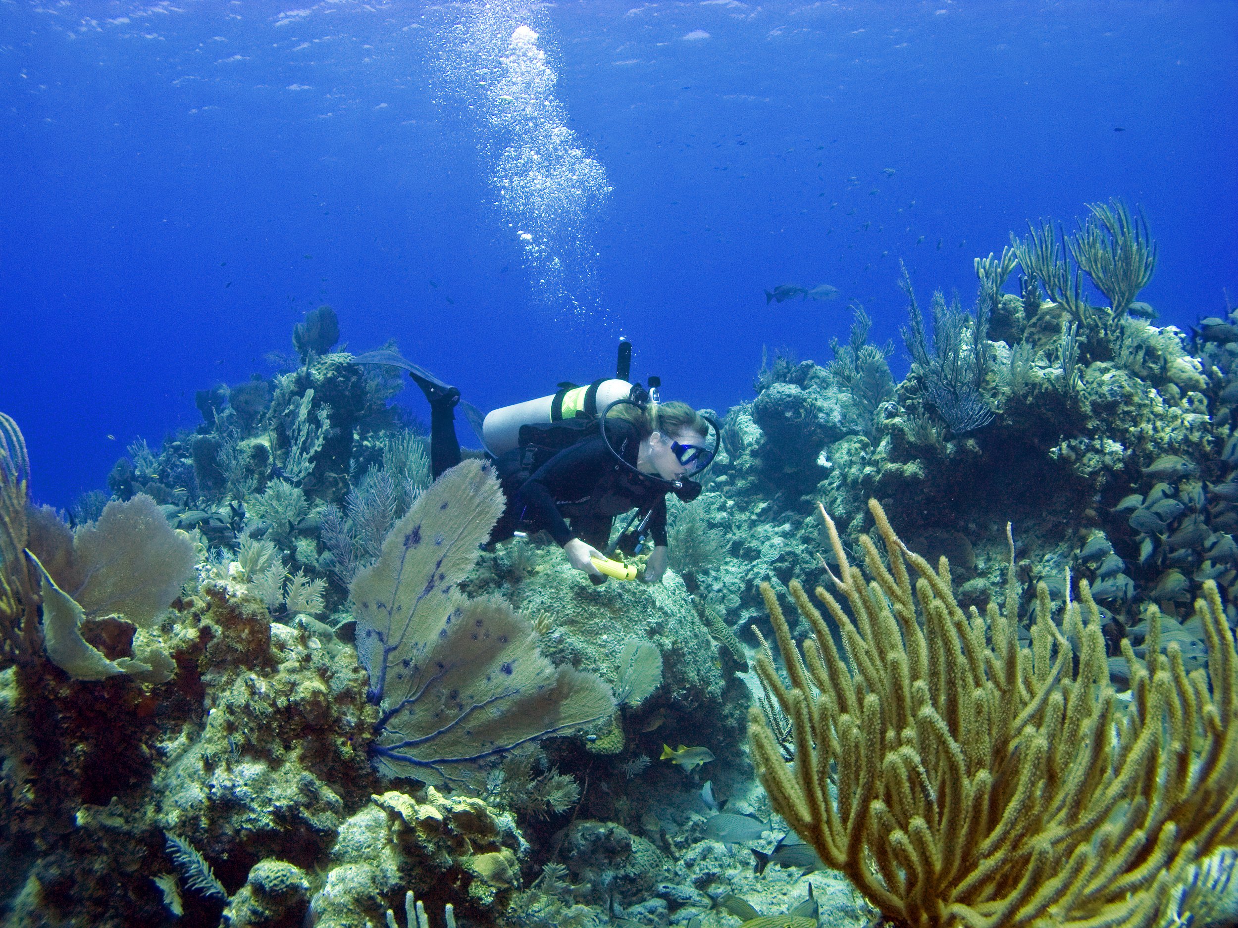 A scuba diver explores a colorful coral reef underwater, surrounded by vibrant corals and clear blue water&mdash;an unforgettable adventure for any bucket list of top travel destinations.