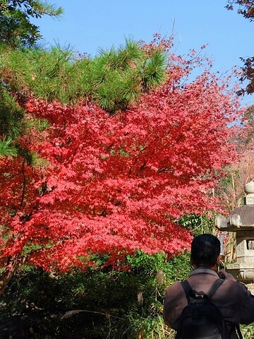 Large Buddha statue among autumn trees, with people walking and a person taking a photo in the foreground.
