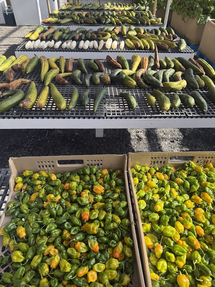 Rows of green and yellow peppers in boxes and assorted squash on tables at an outdoor market—perfect stops for a fall road trip through the Finger Lakes or a weekend getaway.