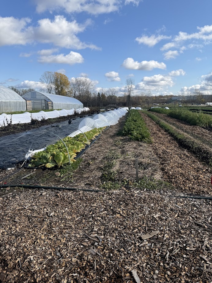 Vegetable rows and greenhouses on a farm under a blue sky with scattered clouds, perfect for a Finger Lakes weekend getaway or fall road trip.