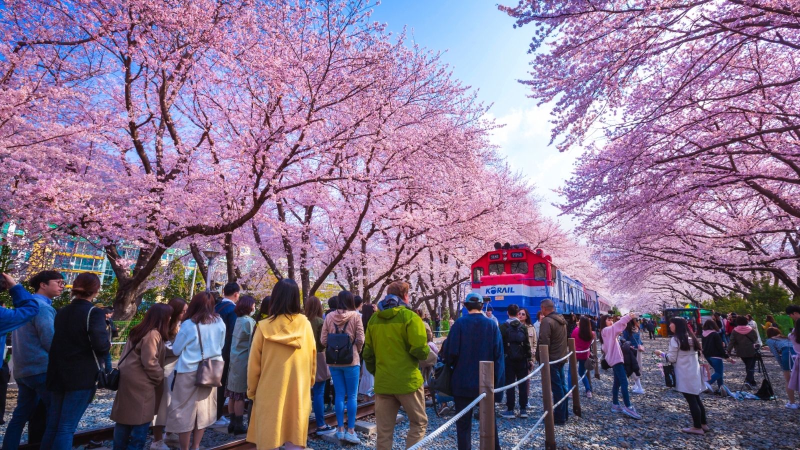 People gather under blooming cherry blossom trees as a red and blue train passes by on a sunny day.
