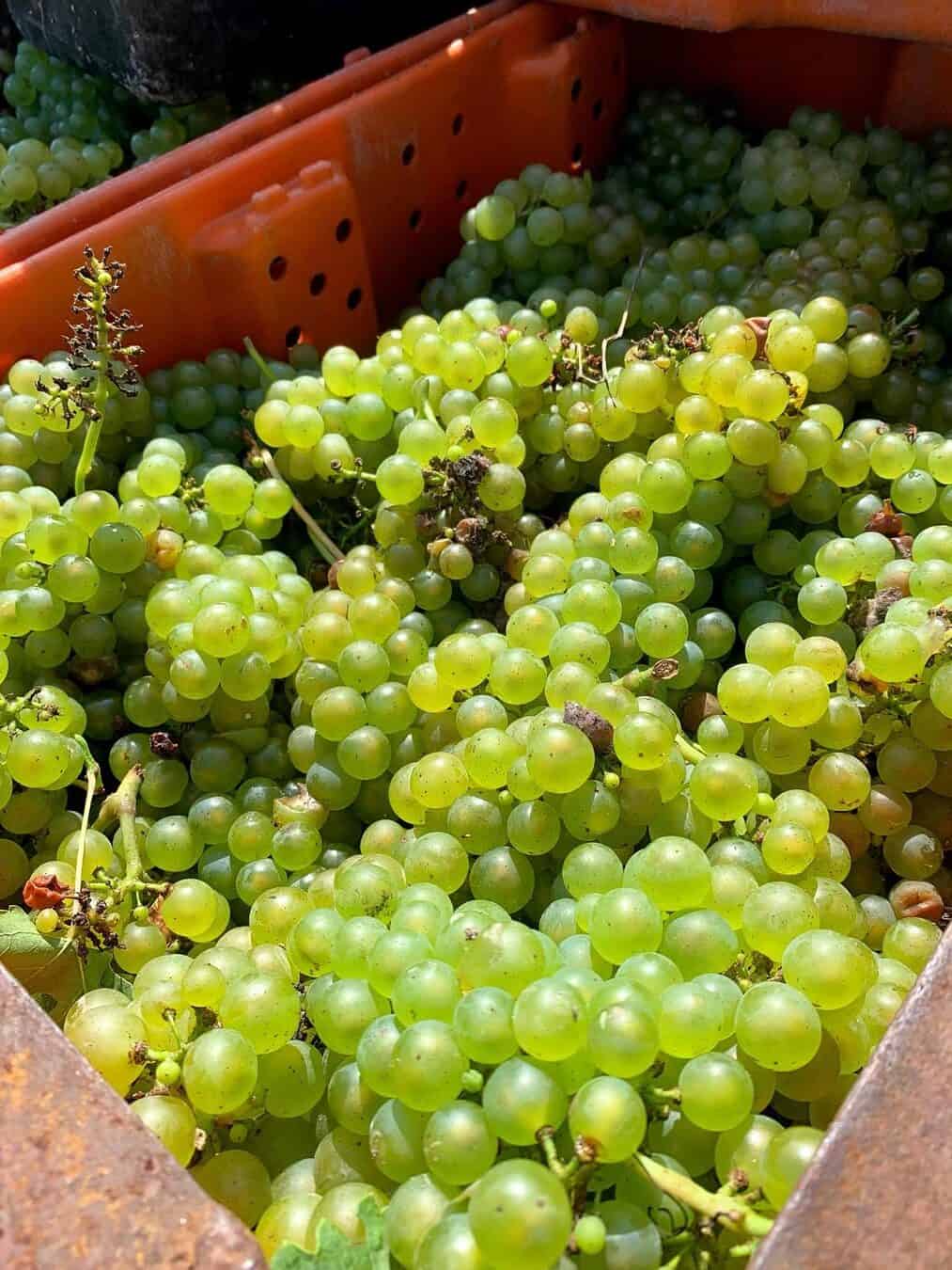 Close-up of a crate filled with freshly harvested green grapes in bright sunlight, reminiscent of the bountiful harvests at Finger Lakes Wineries with Lodging.