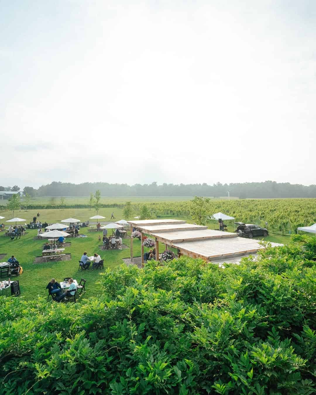 People relaxing at picnic tables and under umbrellas on a green lawn next to vineyards under a bright sky, enjoying the tranquil setting typical of Finger Lakes Wineries with Lodging.