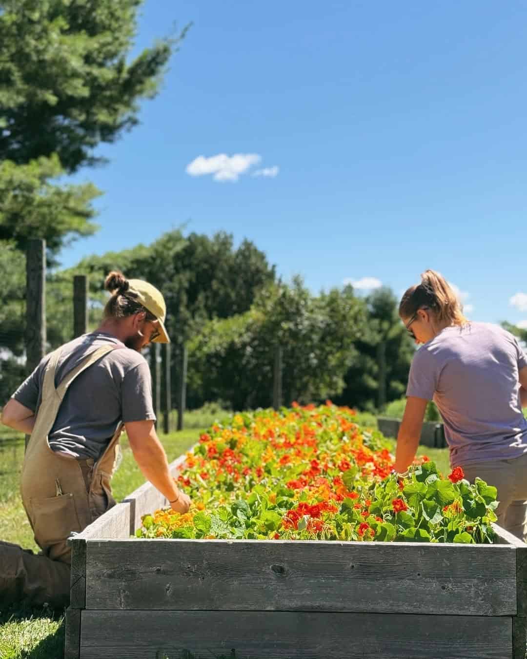 Two people tending to a raised garden bed filled with vibrant orange flowers on a sunny day at one of the charming Finger Lakes Wineries with Lodging.