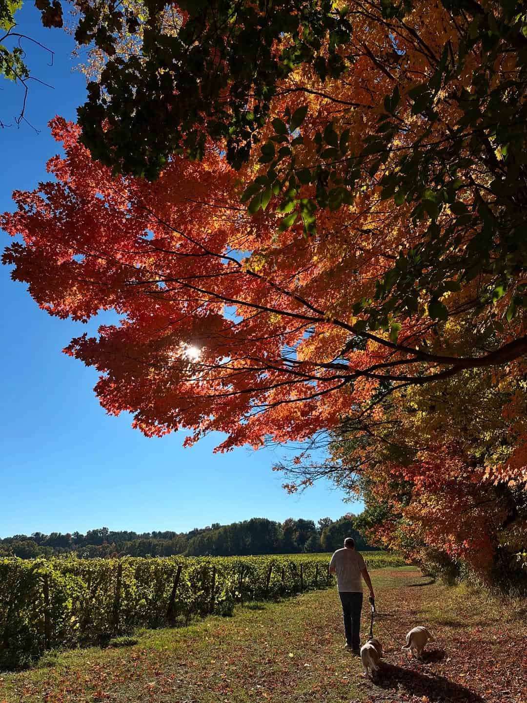 Person walking two dogs under vibrant autumn trees on a sunny day near fields, just steps from charming Finger Lakes wineries with lodging.