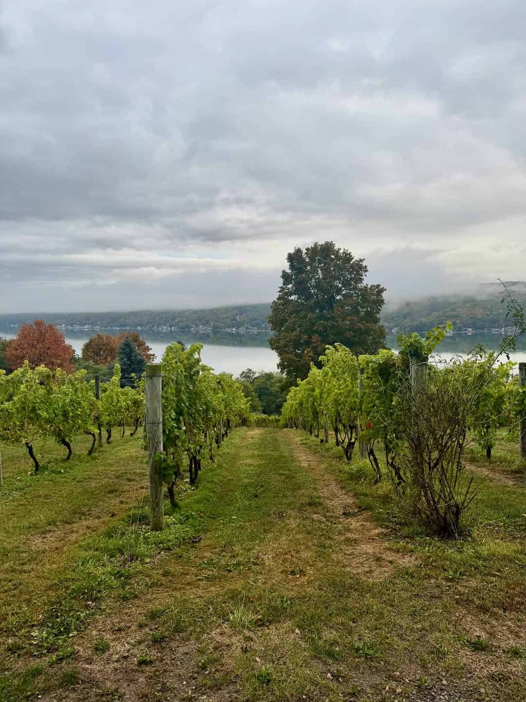 Grape vines in a vineyard with a lake and trees in the background under a cloudy sky, showcasing the serene beauty of Finger Lakes Wineries with Lodging.
