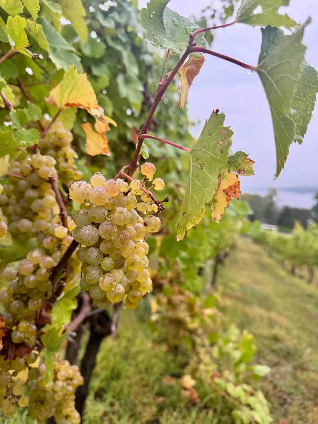 A close-up of green grapes growing on a vine in a vineyard at one of the Finger Lakes Wineries with Lodging, with leaves and blurred rows in the background.
