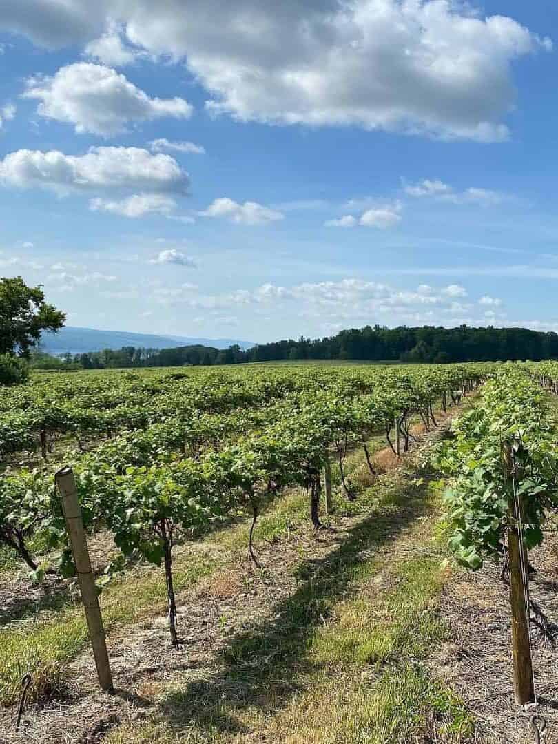 Rows of grapevines in a vineyard under a partly cloudy blue sky, with trees and hills in the distance&mdash;perfect scenery at Finger Lakes Wineries with Lodging for a relaxing getaway.
