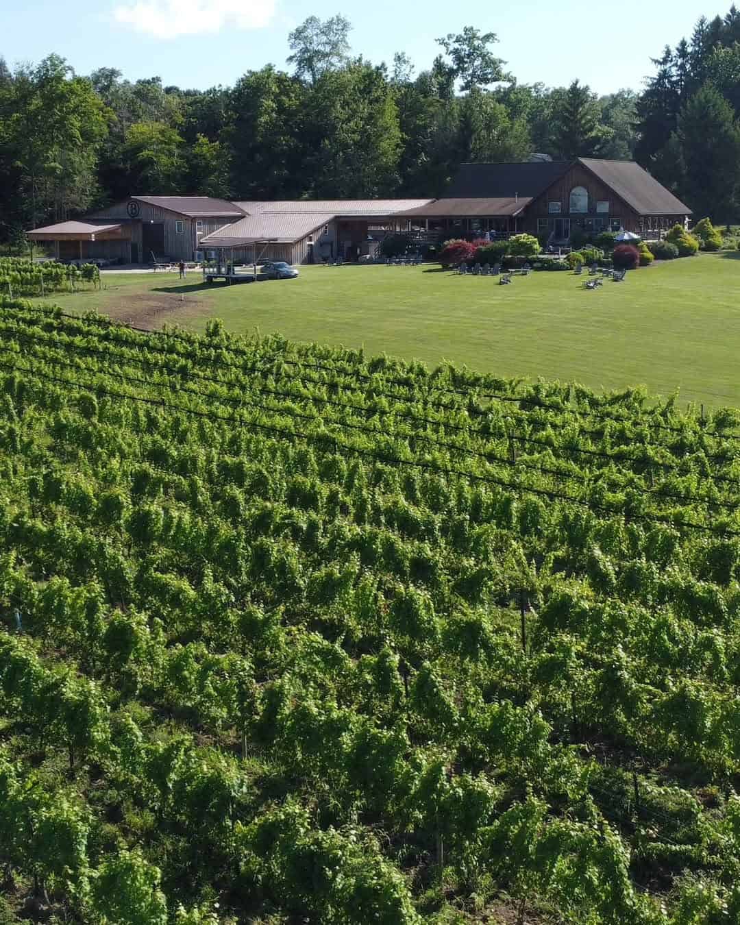 Rows of grapevines in a vineyard, with a large farmhouse and trees in the background under a blue sky, capture the charm of Finger Lakes wineries with lodging.