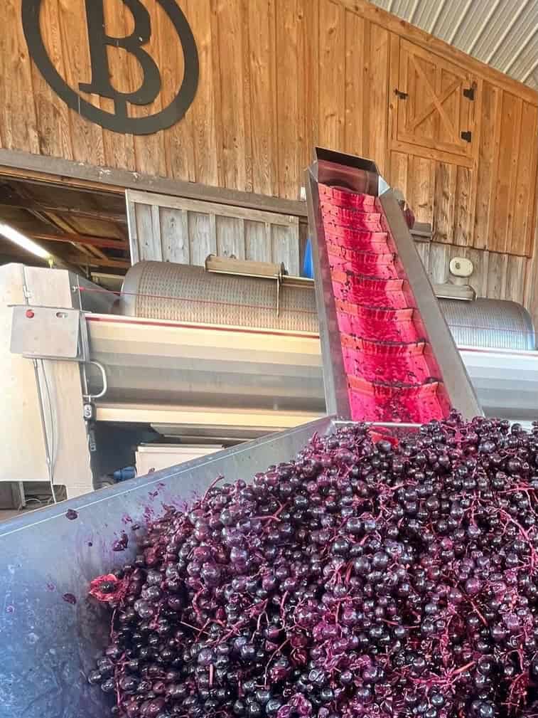 Pile of harvested grapes at a Finger Lakes winery with lodging, being conveyed for processing, set against a rustic wooden barn wall in the background.