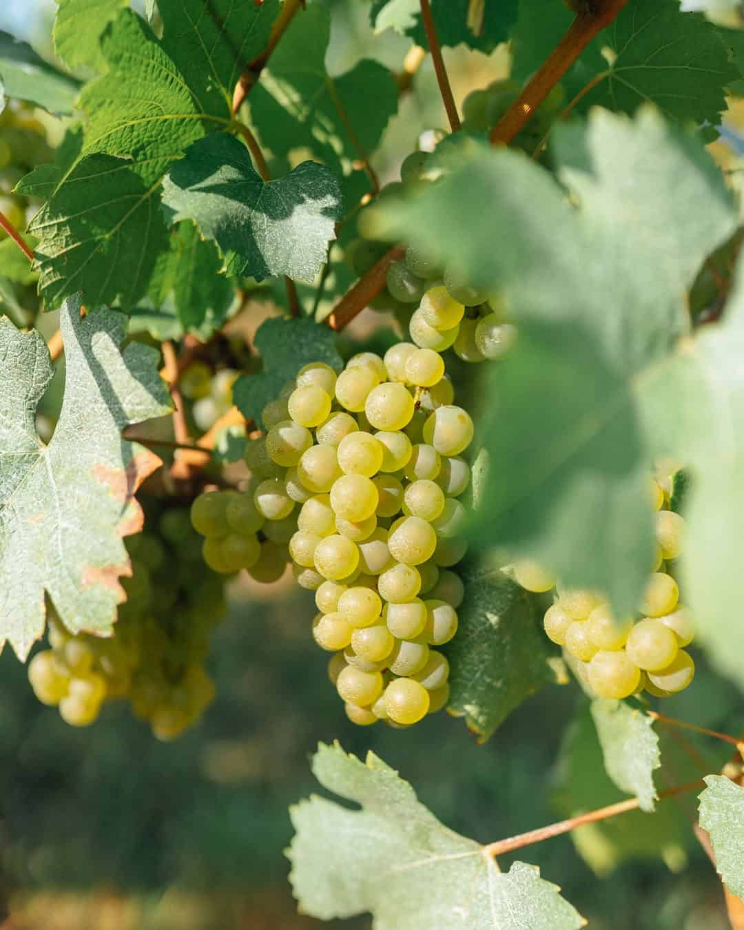 A cluster of green grapes hangs from a vine surrounded by sunlight and green leaves, evoking the scenic beauty found at Finger Lakes Wineries with Lodging.