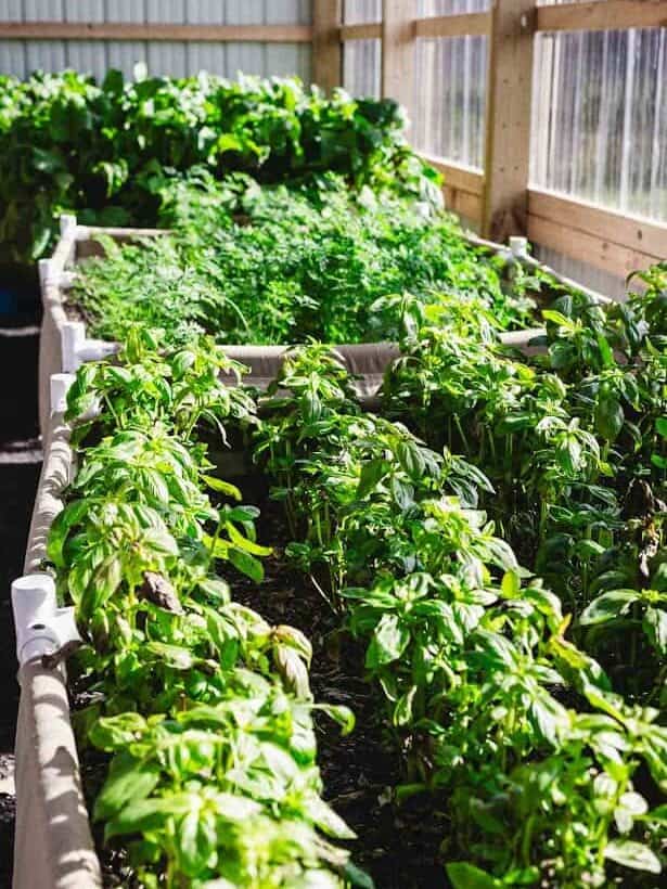 Raised garden beds filled with lush green herbs and vegetables inside a greenhouse with sunlight streaming in—perfect inspiration for your next Finger Lakes weekend getaway.