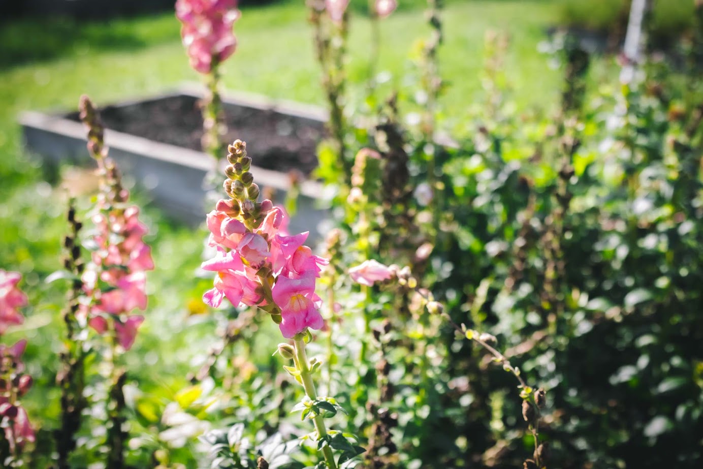 Pink snapdragon flowers blooming in a sunlit garden with a raised garden bed in the background—perfect inspiration for your next Finger Lakes weekend getaway.