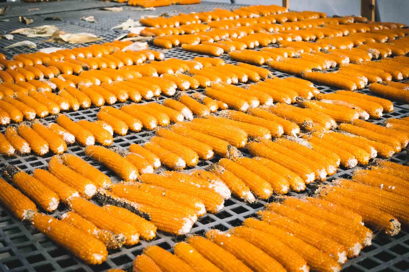 Rows of bright orange corn cobs drying on black metal racks under sunlight evoke the perfect Fall Road Trip vibe in the scenic Finger Lakes.