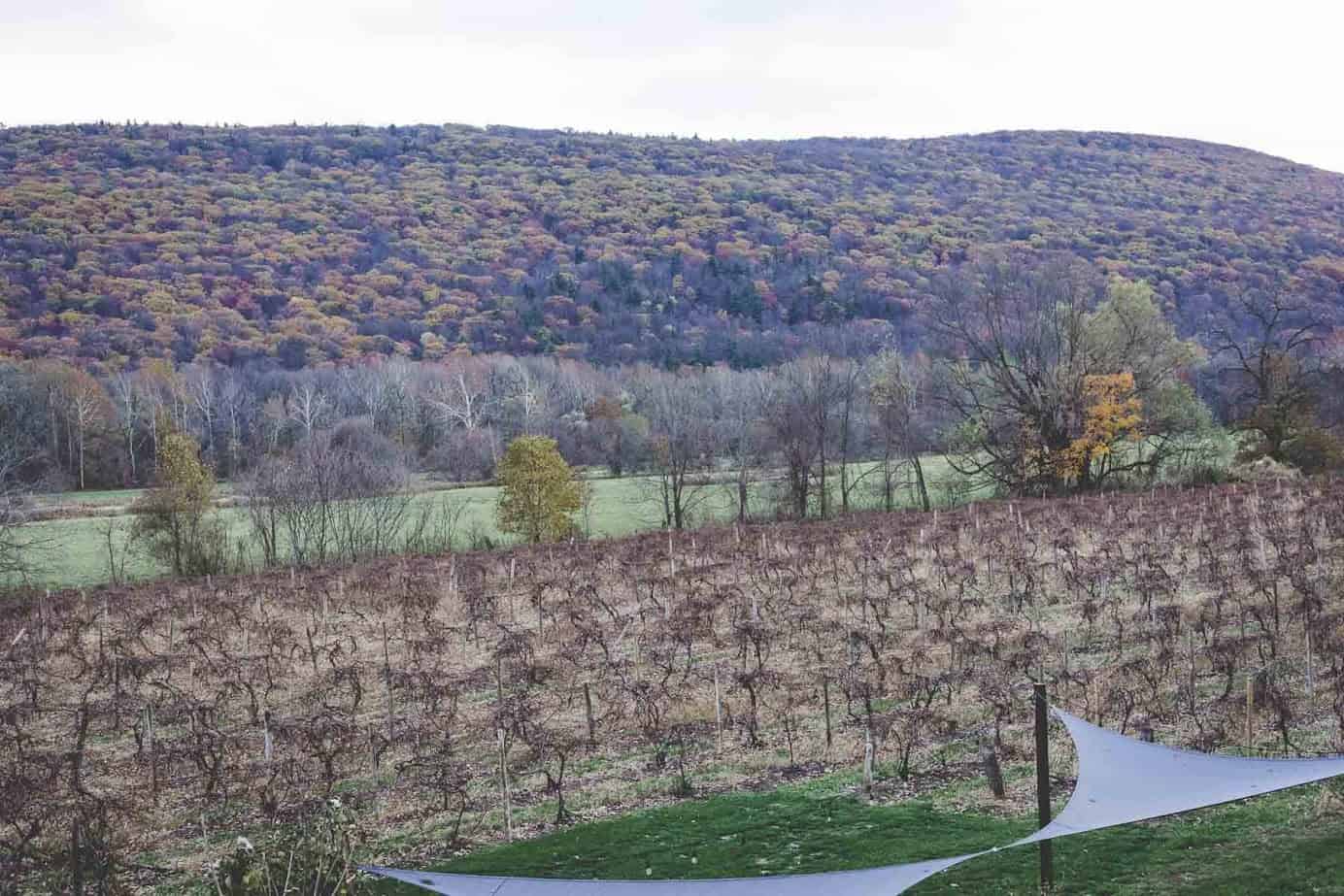 Rows of grapevines in a Finger Lakes vineyard stretch toward a forested hill under an overcast sky—the perfect setting for a peaceful weekend getaway.