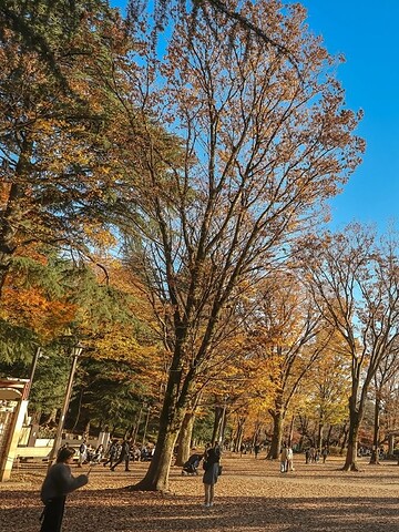People walk in a park with tall autumn trees, fallen leaves, and a bright blue sky.