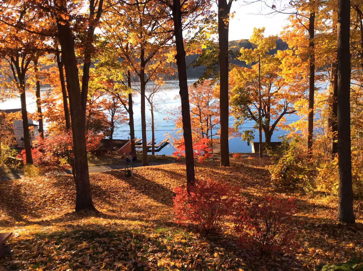 Autumn trees with colorful leaves by a calm lake, sunlight casting long shadows on the ground—perfect for relaxing in cozy cabins or charming Finger Lakes vacation rentals nearby.