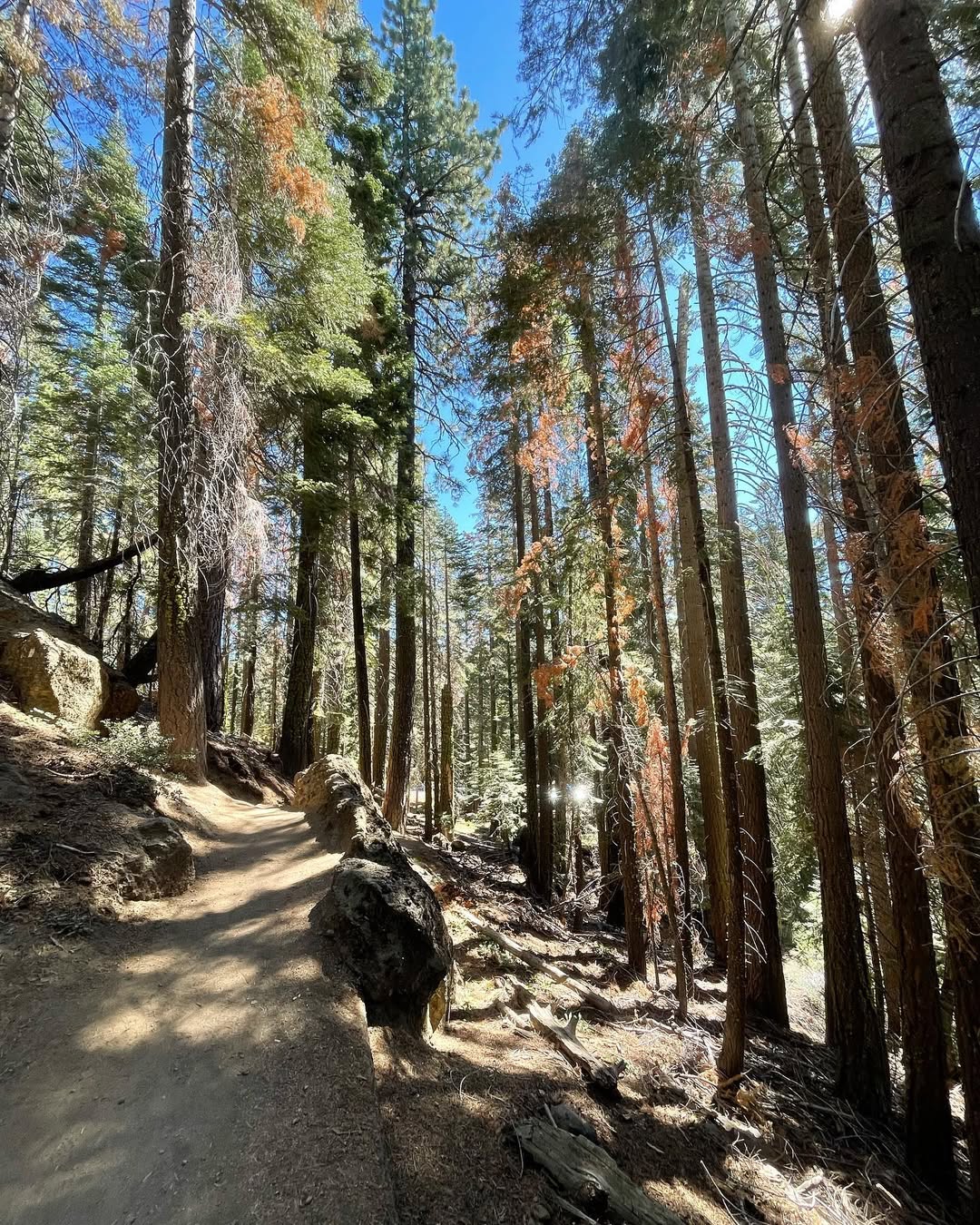 A dirt trail winds through a sunlit forest of tall pine trees under a clear blue sky, perfect for a family vacation to Lake Tahoe.