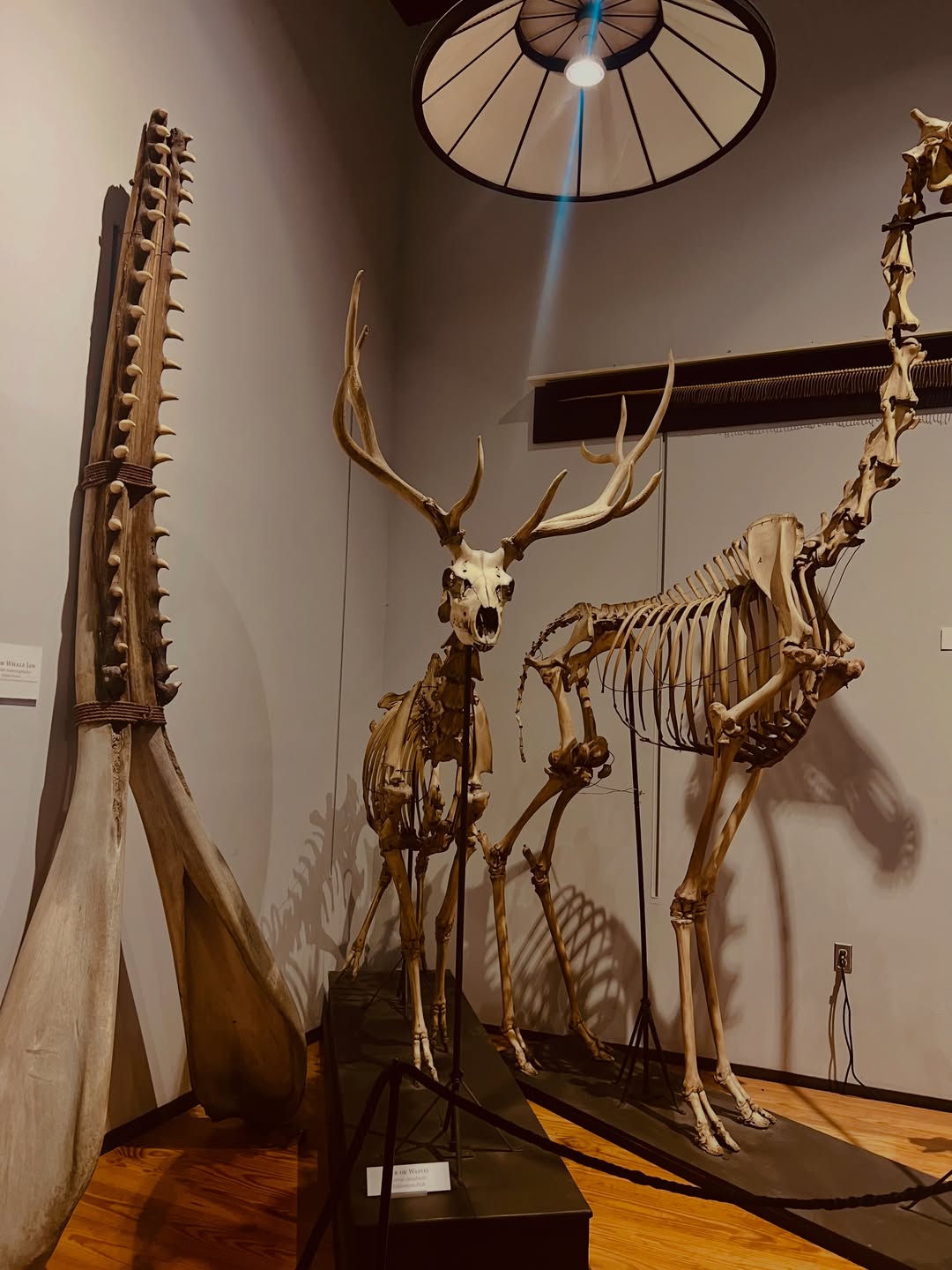 Animal skeletons displayed in a museum, including an antlered deer and a large jawbone on the left—an educational stop among the best things to do in Charleston with kids.