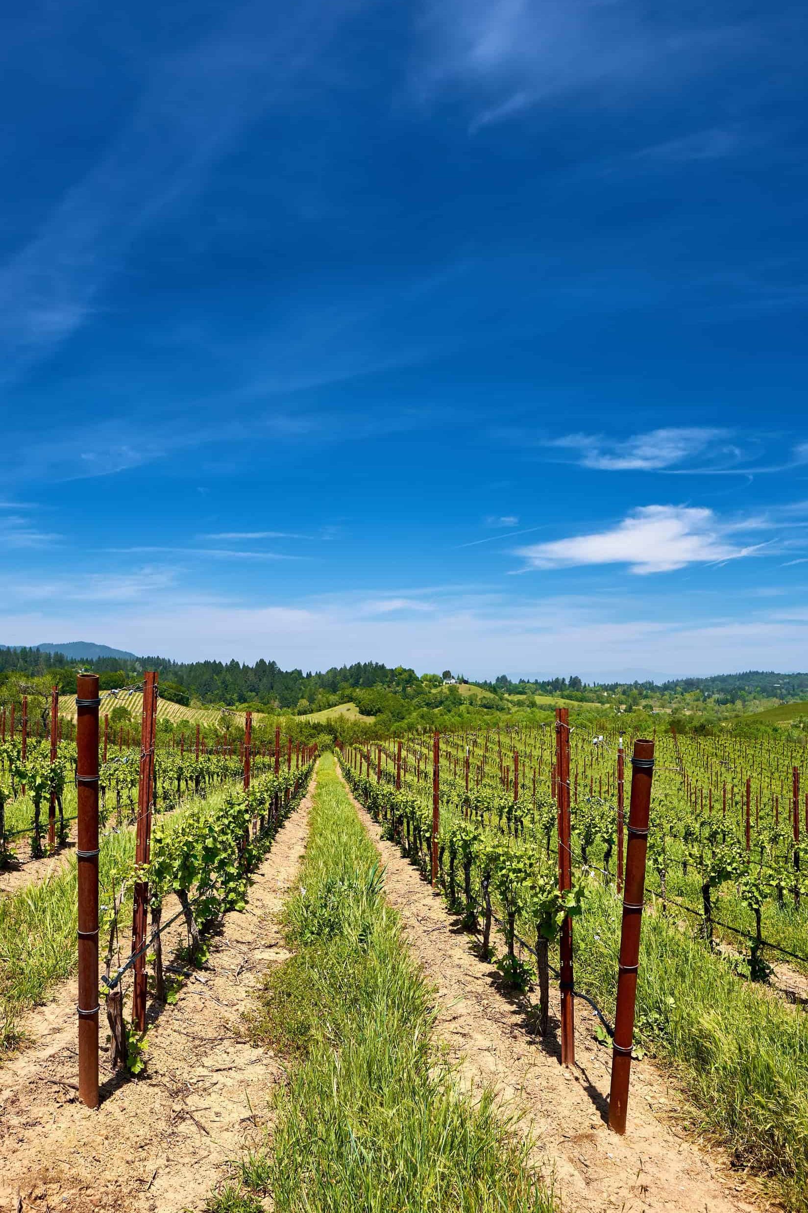 Rows of grapevines in a vineyard under a bright blue sky with wispy clouds on a sunny day, offering an inviting scene perfect for wine tourism.