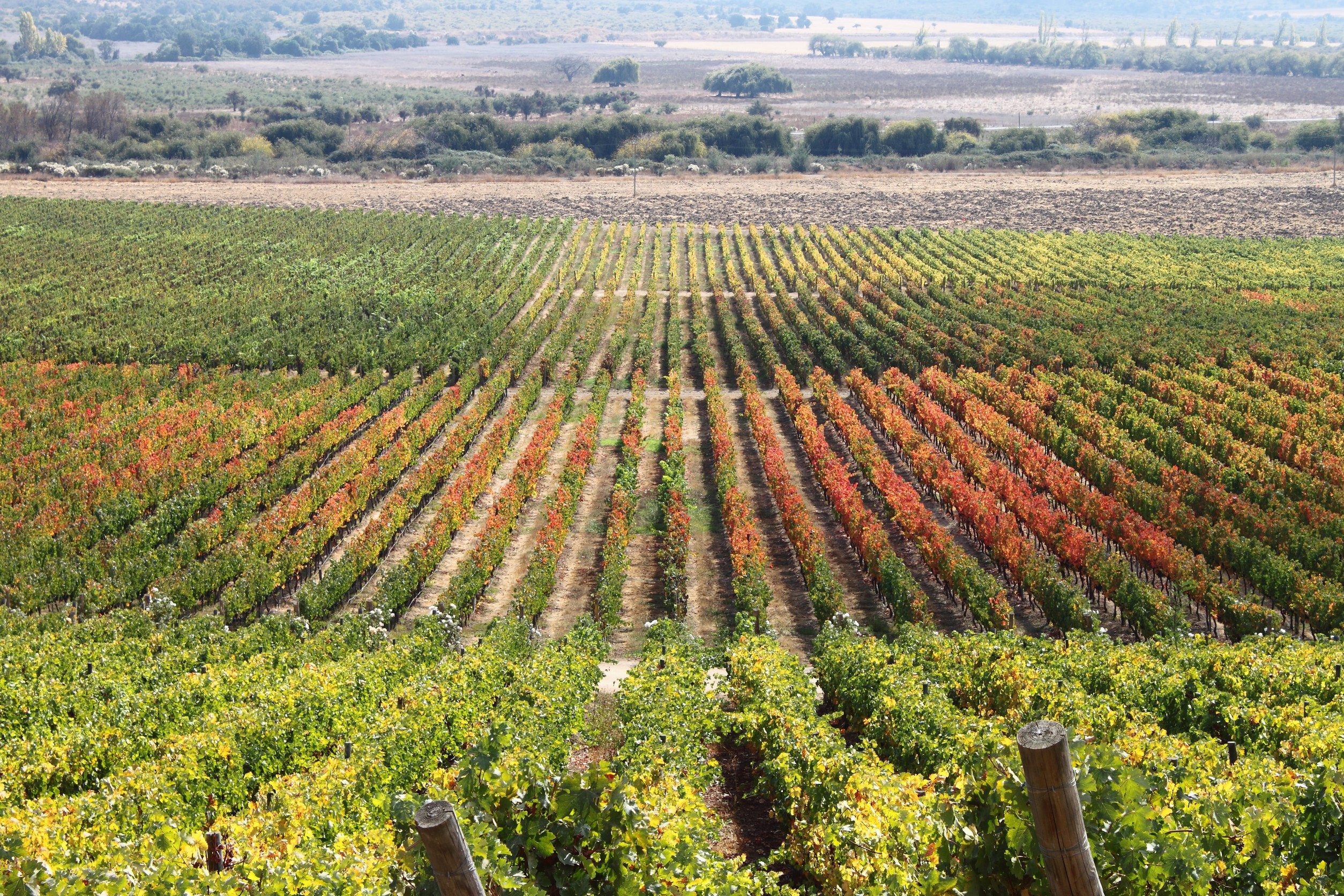 Rows of grapevines in a vineyard, shifting from green to autumn red, invite you to experience the beauty of wine tourism amid scenic fields in the background.