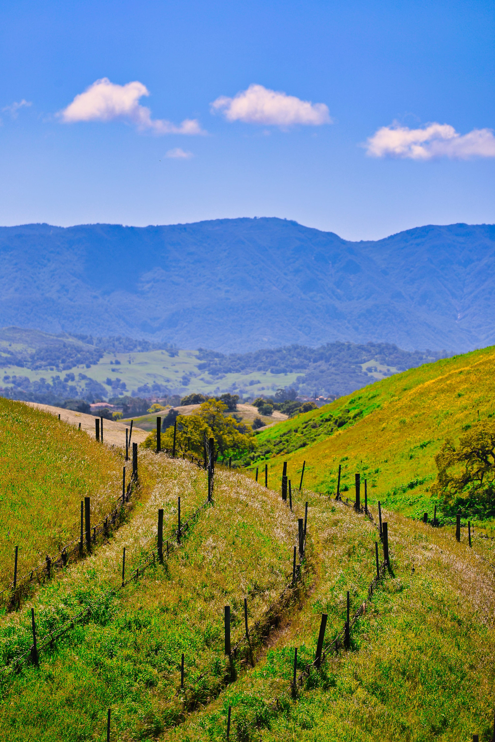 A winding path with a fence runs through green hills known for wine tourism, with mountains and a blue sky in the background.
