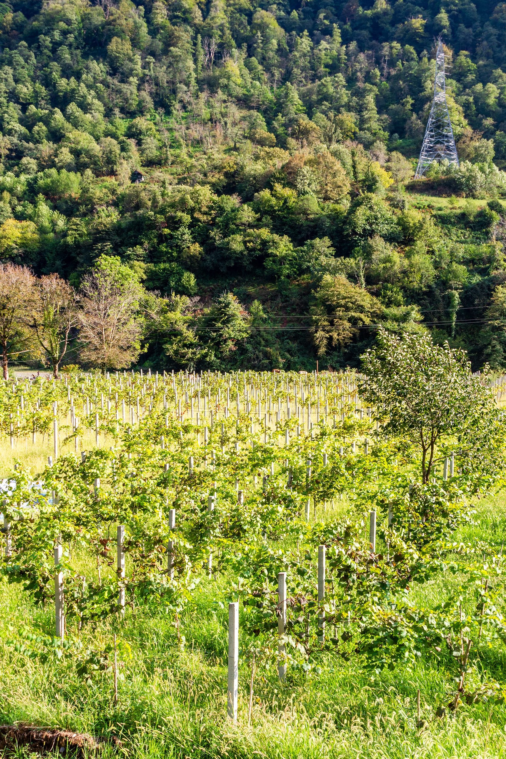Vineyard rows in a lush green landscape, perfect for wine tourism, with a forested hillside and power line tower in the background.