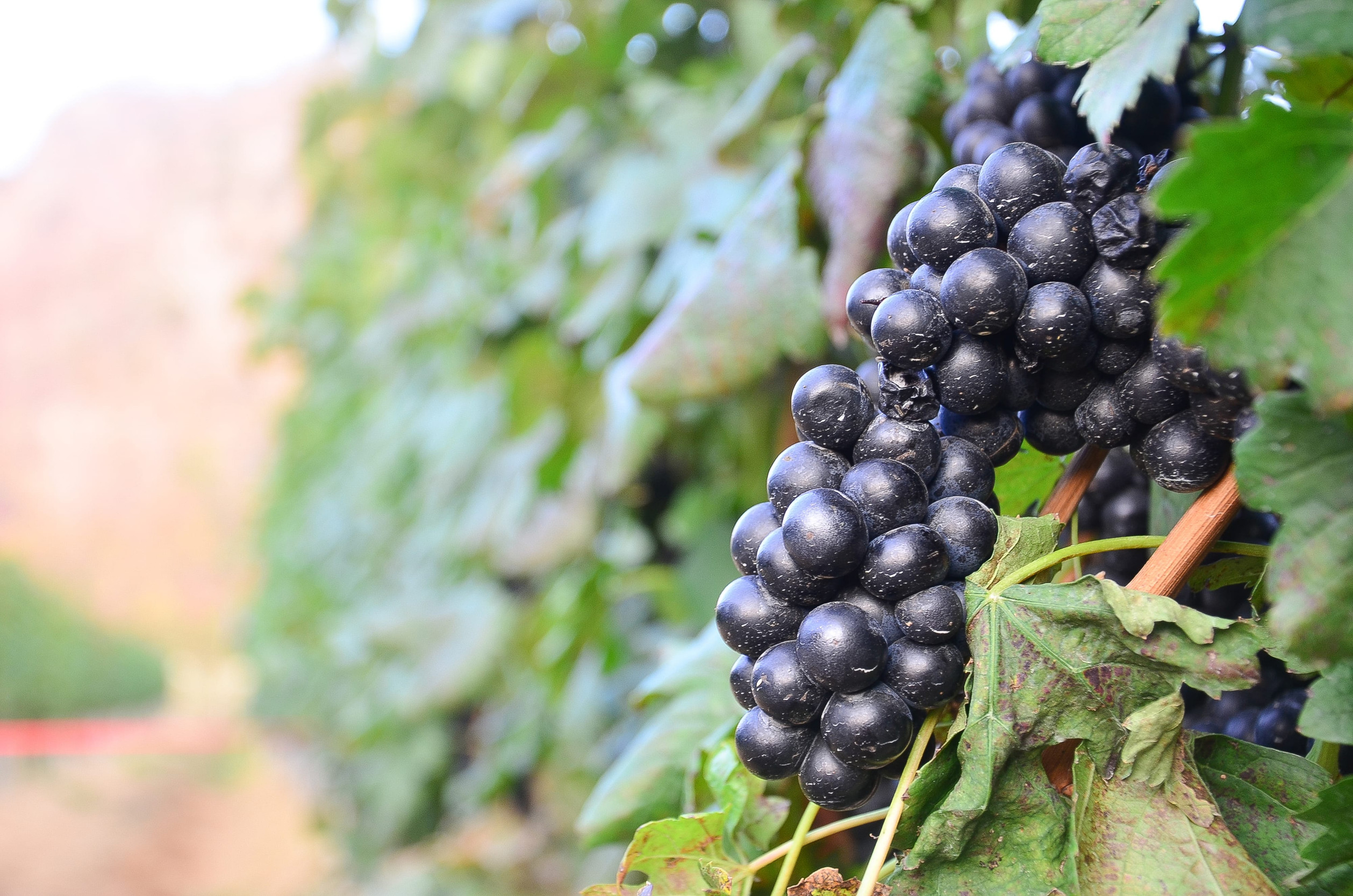 Clusters of dark purple grapes hang on a vine surrounded by green leaves in a vineyard, offering a picturesque scene perfect for wine tourism enthusiasts.