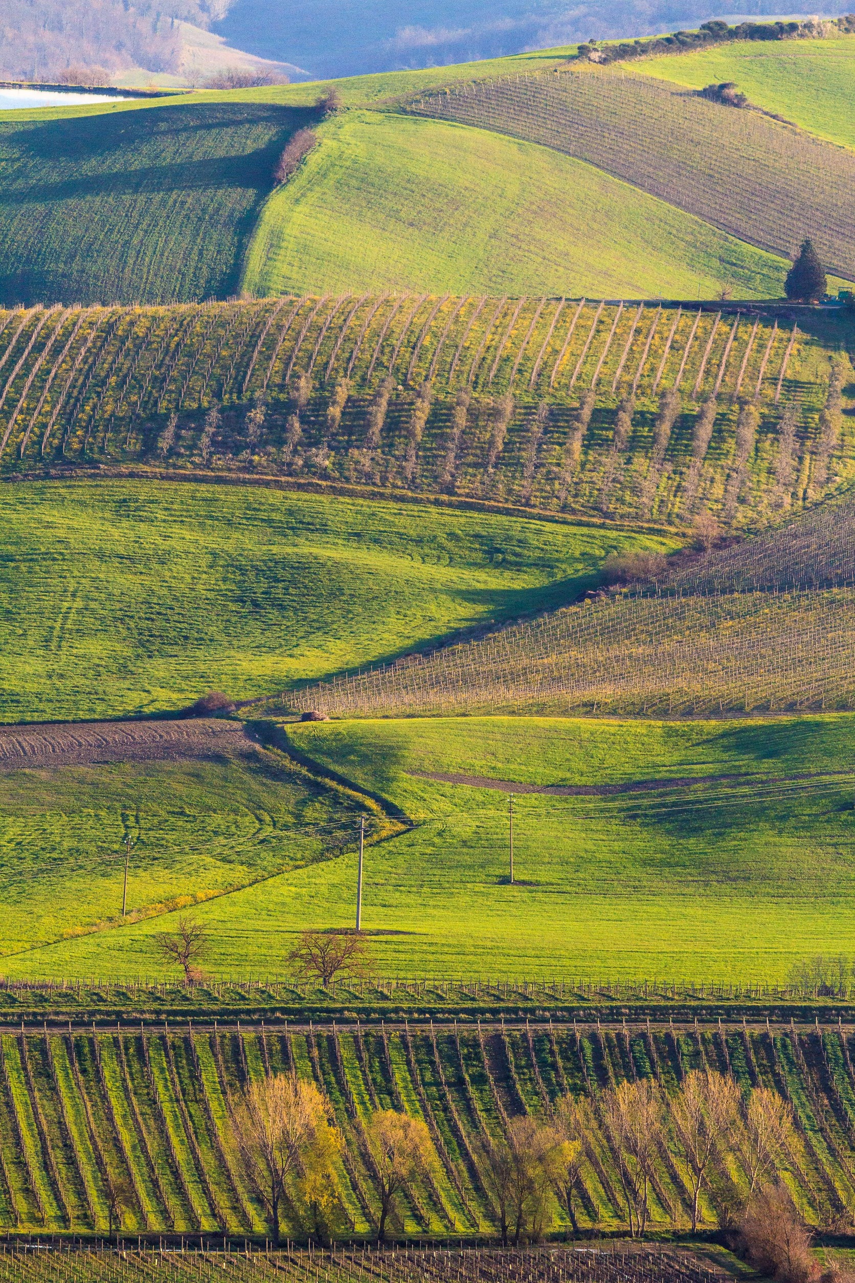 Rolling green hills with rows of vineyards and scattered trees under sunlight invite you to experience unforgettable wine tourism.