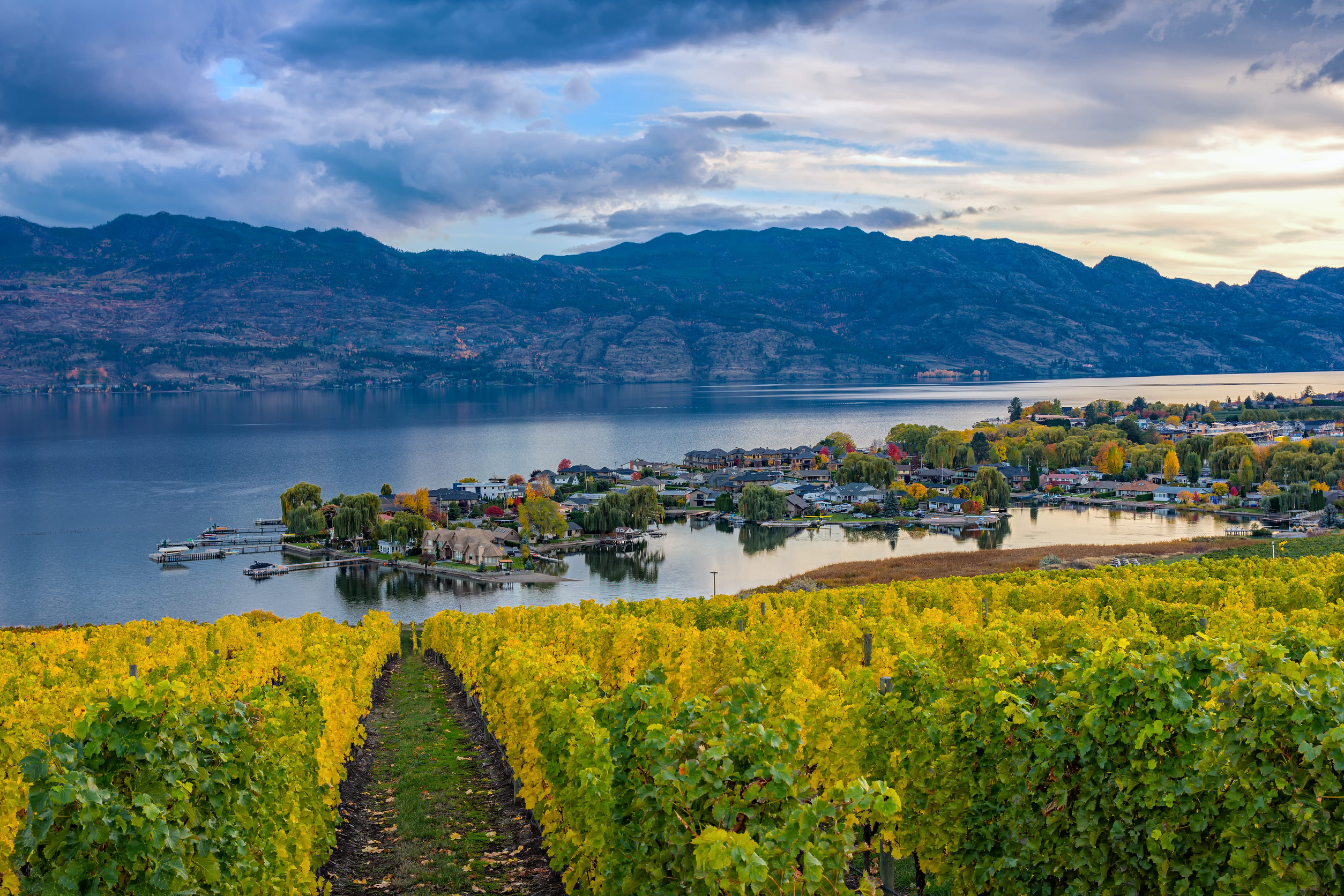 Vineyard with yellowing grapevines, ideal for wine tourism, overlooking a lake, small town, and mountains under a partly cloudy sky.