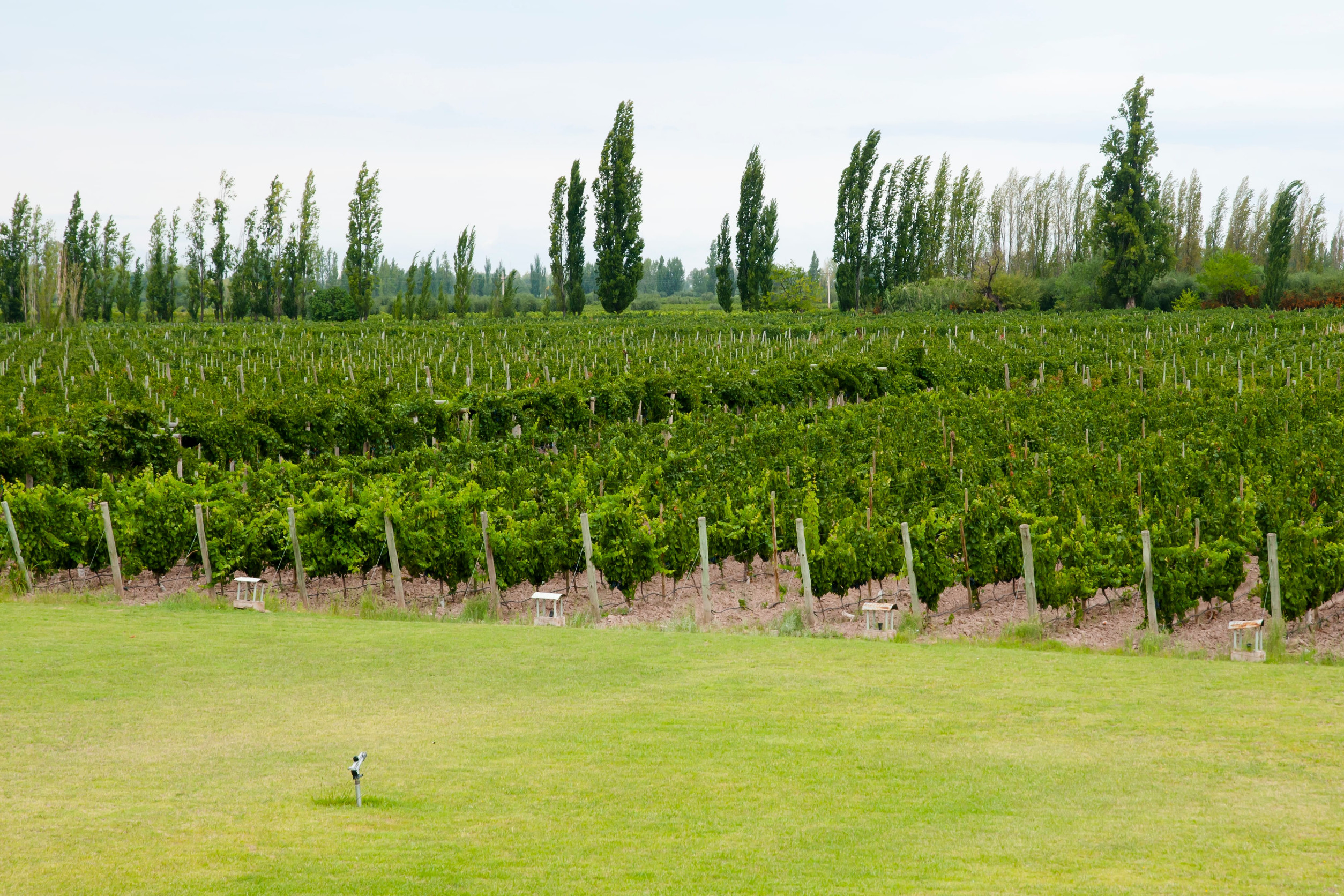 Vineyard rows with green grapevines and trees in the background under a cloudy sky, offering a scenic spot perfect for wine tourism.