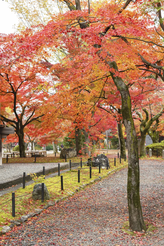 Pathway with red and orange autumn trees, green grass, and fallen leaves in a peaceful park setting, reminiscent of the vibrant scenery experienced while traveling in Japan.
