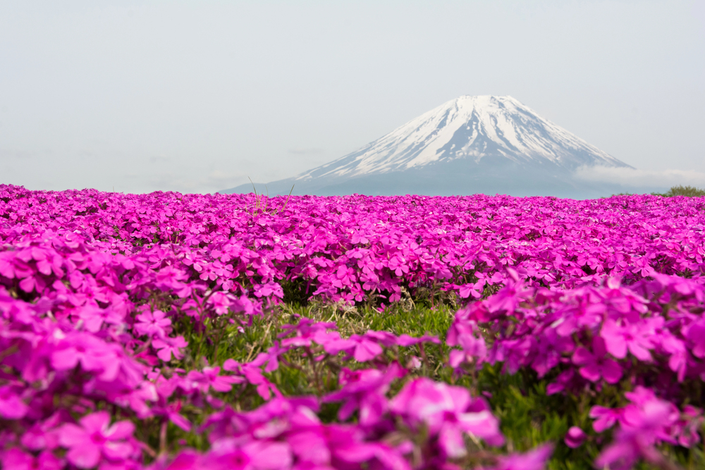 Pink flowers in full bloom in the foreground with a snow-capped mountain in the background, capturing the breathtaking beauty you can discover while traveling in Japan.
