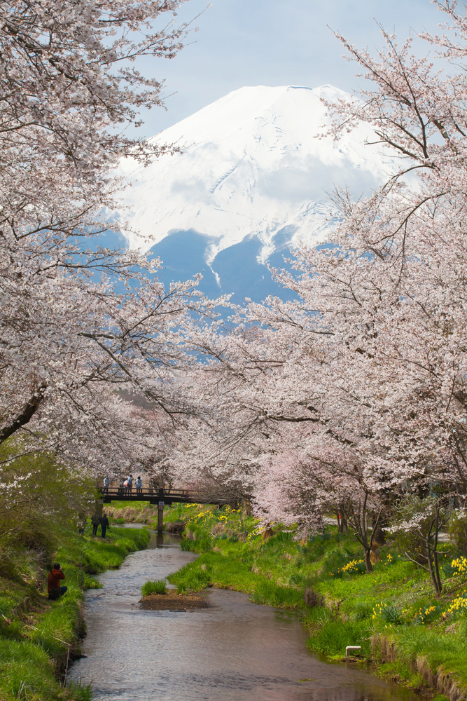 Cherry blossoms line a stream with a snow-capped mountain in the background under a blue sky, capturing the serene beauty often experienced while traveling in Japan.