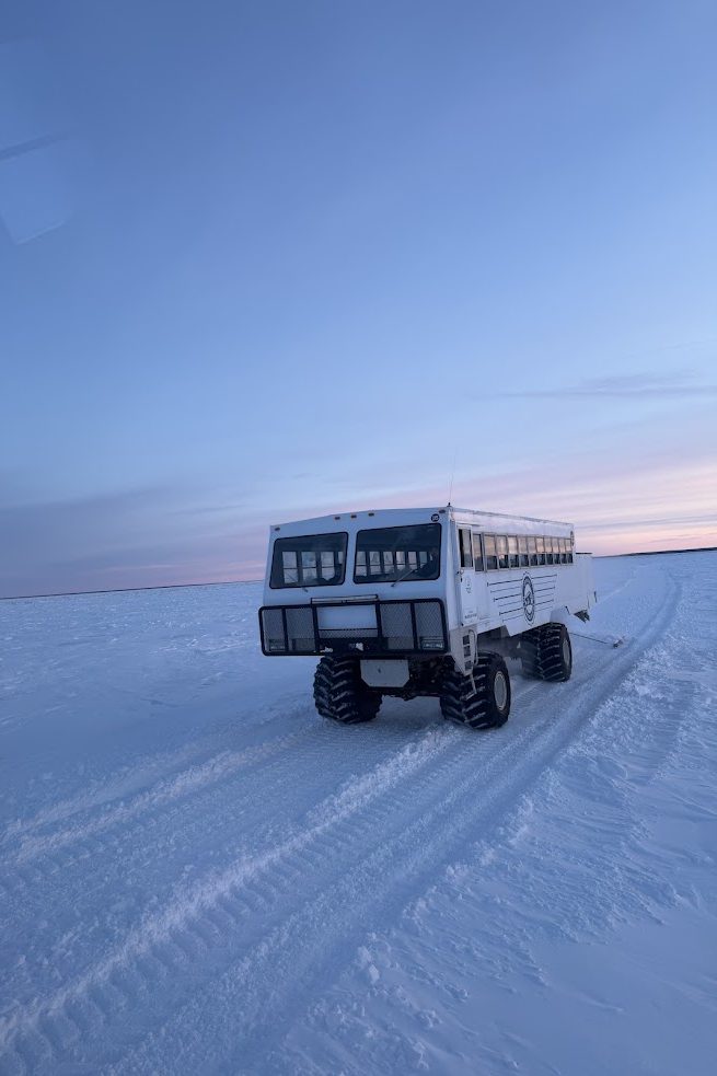 A large white tundra vehicle with huge tires drives across a snowy, icy landscape at dusk under a blue sky, offering guests an unforgettable Churchill northern lights tour.